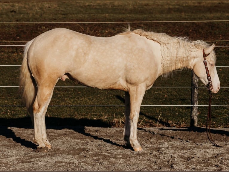 American Quarter Horse Ruin 6 Jaar 150 cm Cremello in Andover