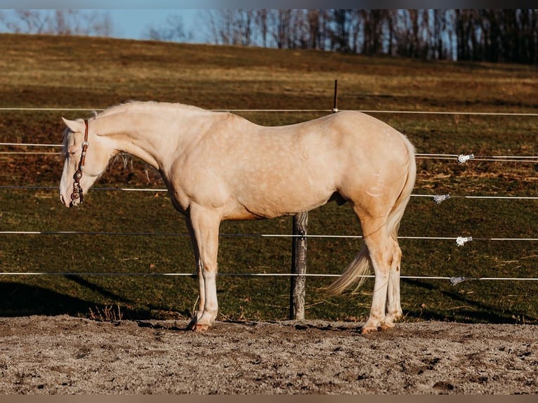 American Quarter Horse Ruin 6 Jaar 150 cm Cremello in Andover