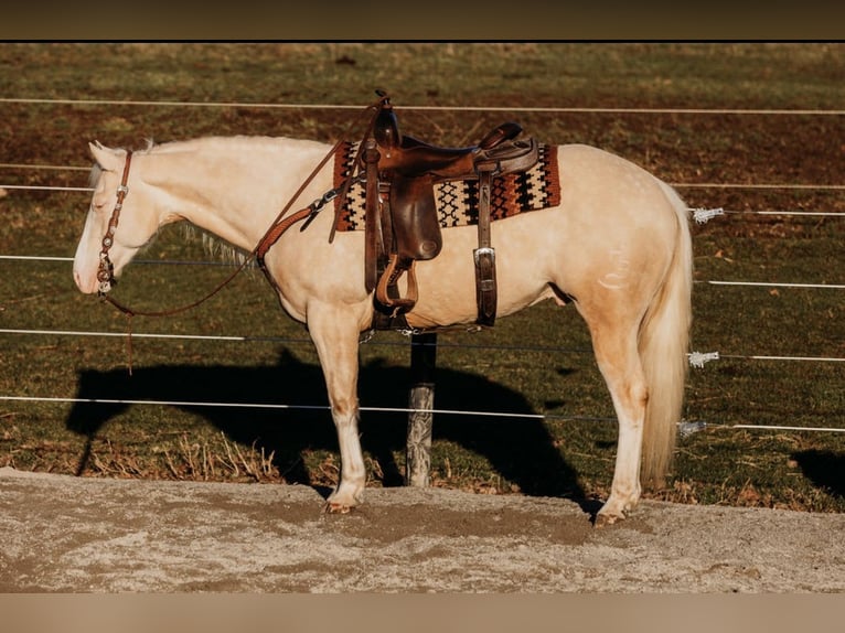 American Quarter Horse Ruin 6 Jaar 150 cm Cremello in Andover