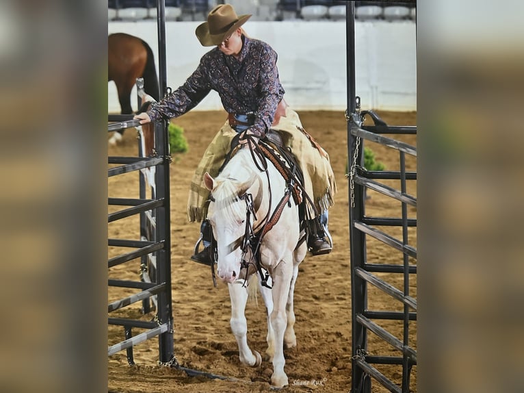 American Quarter Horse Ruin 6 Jaar 150 cm Cremello in Andover