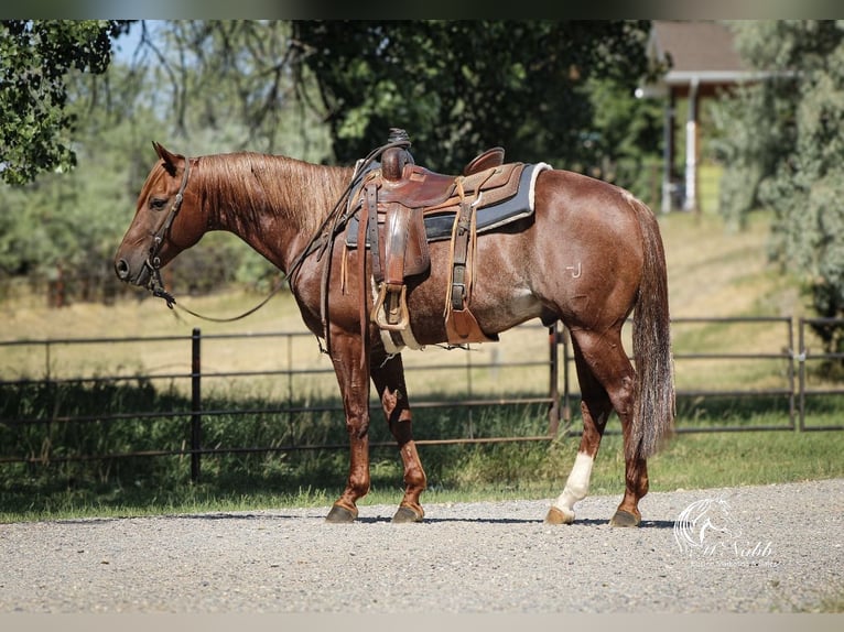 American Quarter Horse Ruin 6 Jaar 150 cm Donkere-vos in Billings