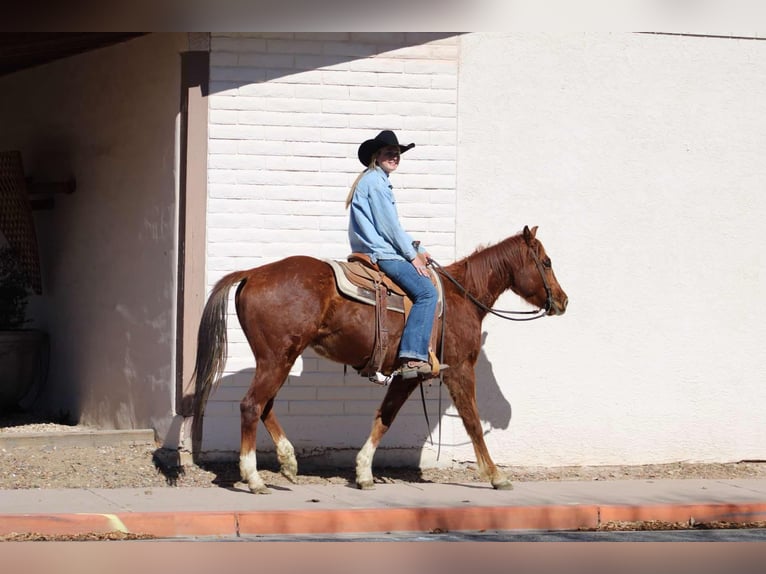 American Quarter Horse Ruin 6 Jaar 150 cm Donkere-vos in Camp Verde AZ