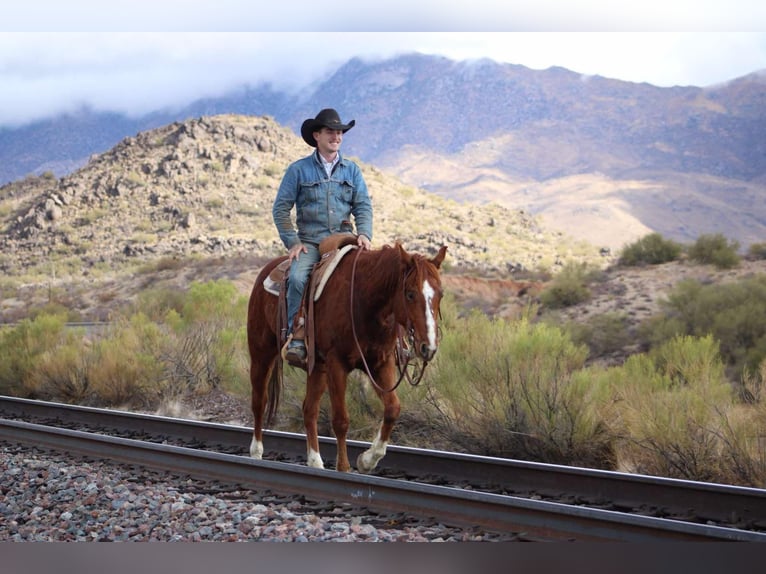 American Quarter Horse Ruin 6 Jaar 150 cm Donkere-vos in Camp Verde AZ