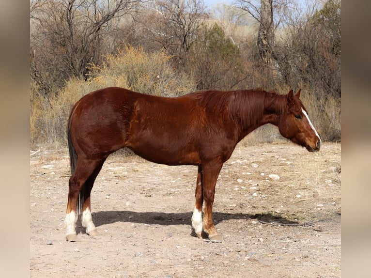 American Quarter Horse Ruin 6 Jaar 150 cm Donkere-vos in Camp Verde AZ