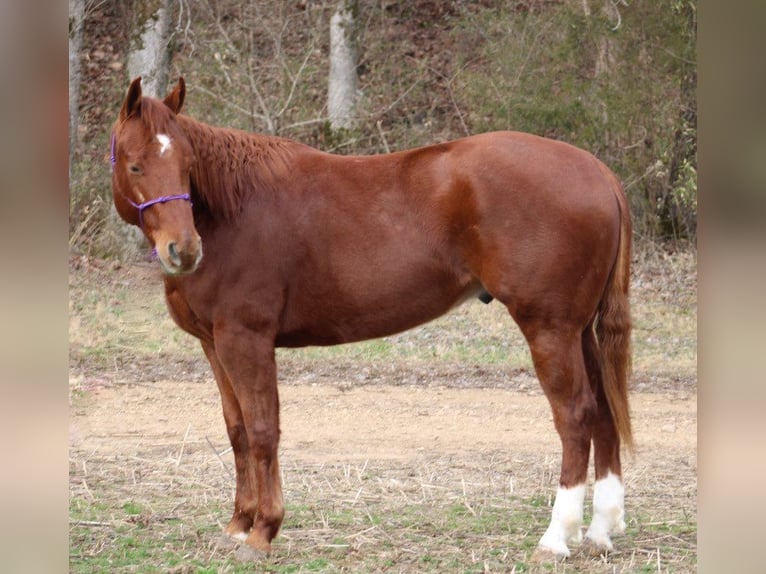 American Quarter Horse Ruin 6 Jaar 150 cm Donkere-vos in Thompkinsville KY