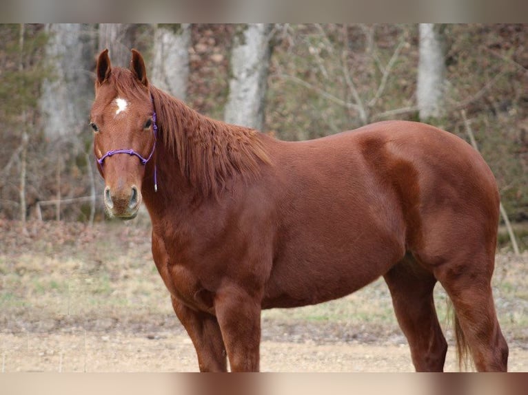 American Quarter Horse Ruin 6 Jaar 150 cm Donkere-vos in Thompkinsville KY