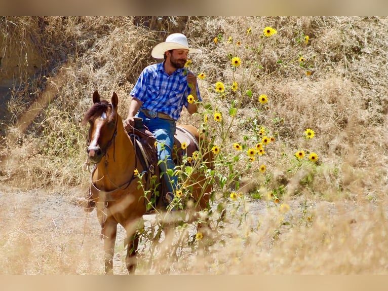 American Quarter Horse Ruin 6 Jaar 150 cm Falbe in Paicines