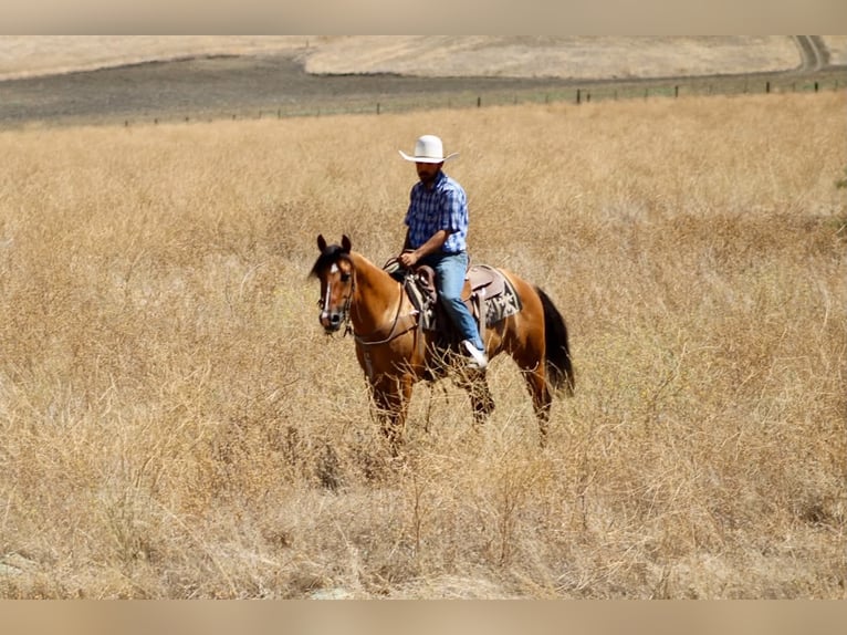 American Quarter Horse Ruin 6 Jaar 150 cm Falbe in Paicines