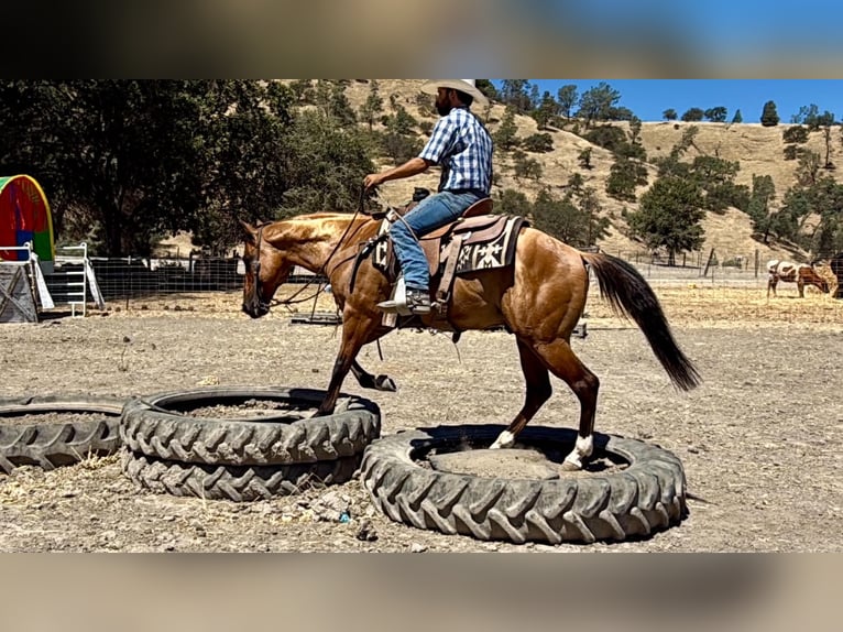 American Quarter Horse Ruin 6 Jaar 150 cm Falbe in Paicines