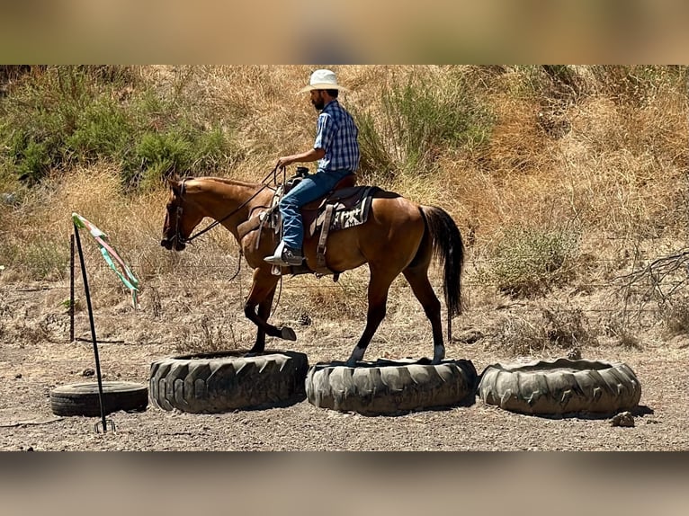 American Quarter Horse Ruin 6 Jaar 150 cm Falbe in Paicines