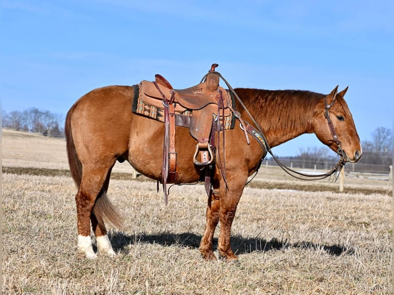 American Quarter Horse Ruin 6 Jaar 150 cm Falbe in Clarion, PA