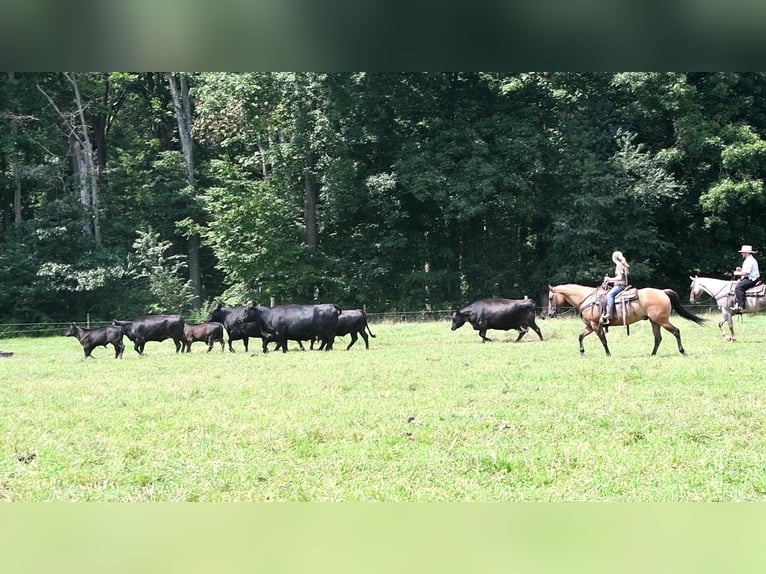 American Quarter Horse Ruin 6 Jaar 150 cm Falbe in Rebersburg, PA