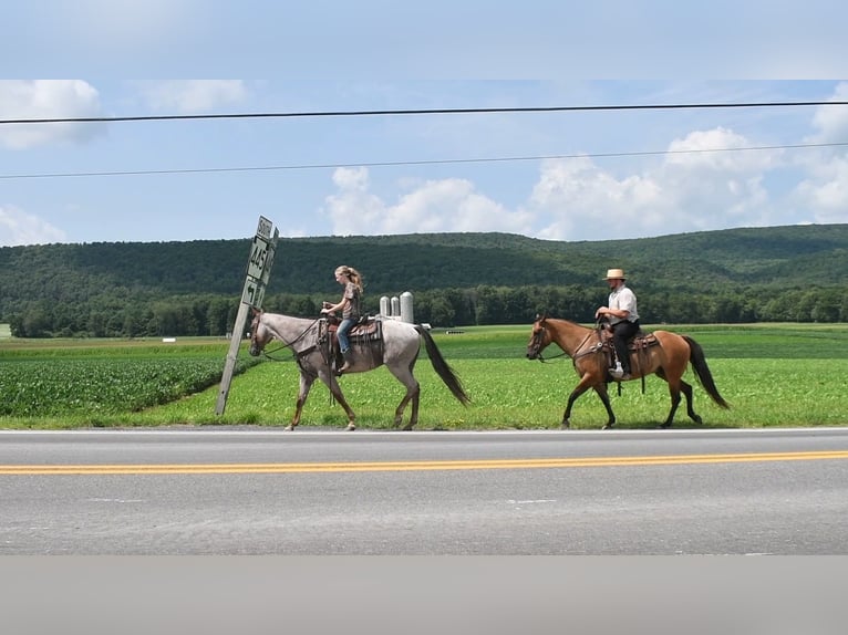 American Quarter Horse Ruin 6 Jaar 150 cm Falbe in Rebersburg, PA