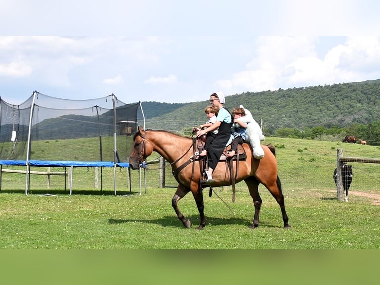 American Quarter Horse Ruin 6 Jaar 150 cm Falbe in Rebersburg, PA