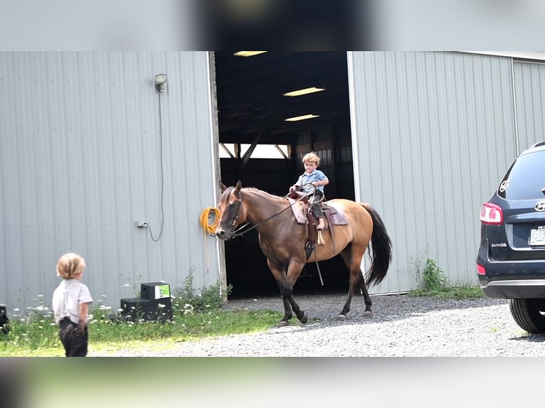 American Quarter Horse Ruin 6 Jaar 150 cm Falbe in Rebersburg, PA