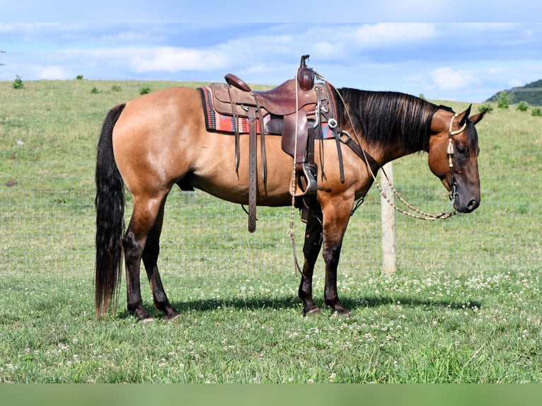 American Quarter Horse Ruin 6 Jaar 150 cm Falbe in Rebersburg, PA