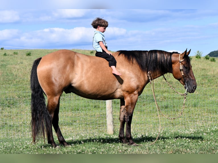 American Quarter Horse Ruin 6 Jaar 150 cm Falbe in Rebersburg, PA