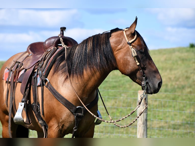 American Quarter Horse Ruin 6 Jaar 150 cm Falbe in Rebersburg, PA