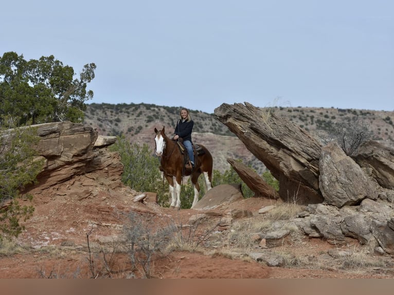 American Quarter Horse Ruin 6 Jaar 150 cm Overo-alle-kleuren in Sweet Springs MO