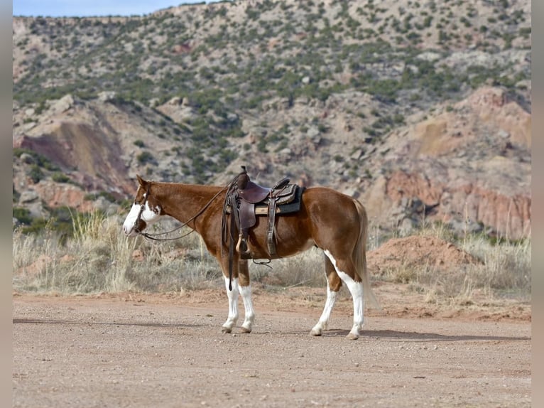 American Quarter Horse Ruin 6 Jaar 150 cm Overo-alle-kleuren in Sweet Springs MO