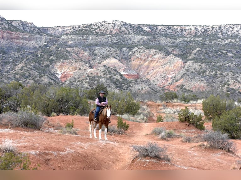 American Quarter Horse Ruin 6 Jaar 150 cm Overo-alle-kleuren in Sweet Springs MO