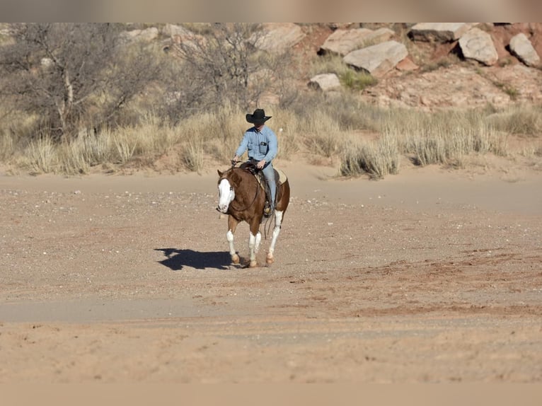 American Quarter Horse Ruin 6 Jaar 150 cm Overo-alle-kleuren in Sweet Springs MO