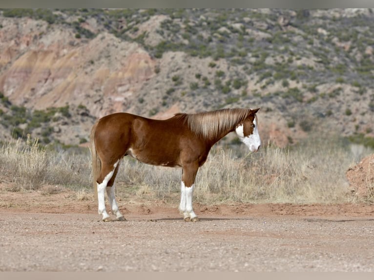 American Quarter Horse Ruin 6 Jaar 150 cm Overo-alle-kleuren in Sweet Springs MO