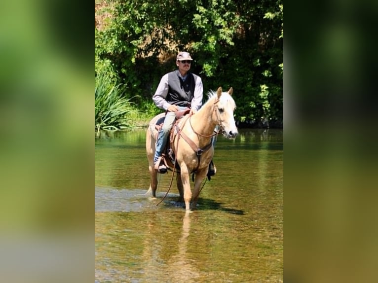 American Quarter Horse Ruin 6 Jaar 150 cm Palomino in Atwater