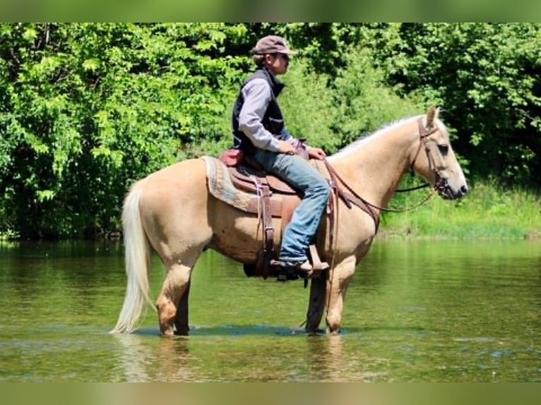 American Quarter Horse Ruin 6 Jaar 150 cm Palomino in Atwater