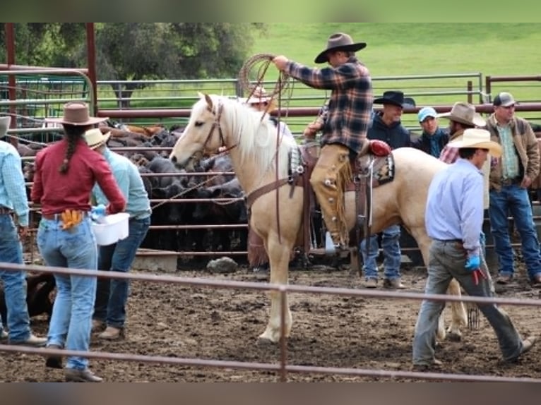 American Quarter Horse Ruin 6 Jaar 150 cm Palomino in Atwater