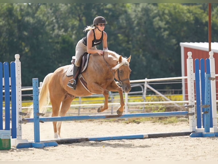 American Quarter Horse Ruin 6 Jaar 150 cm Palomino in Terrell