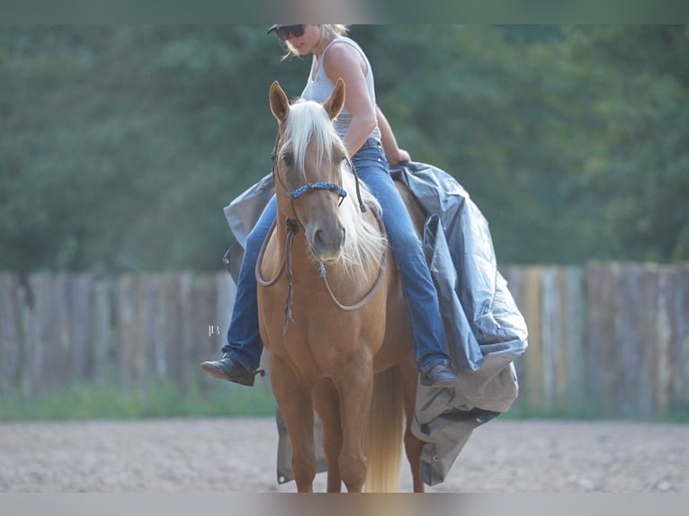 American Quarter Horse Ruin 6 Jaar 150 cm Palomino in Terrell