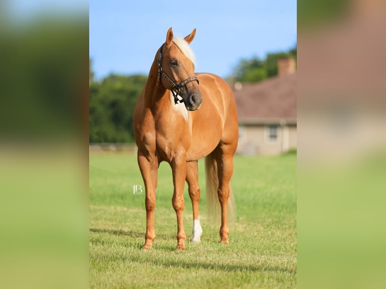 American Quarter Horse Ruin 6 Jaar 150 cm Palomino in Terrell