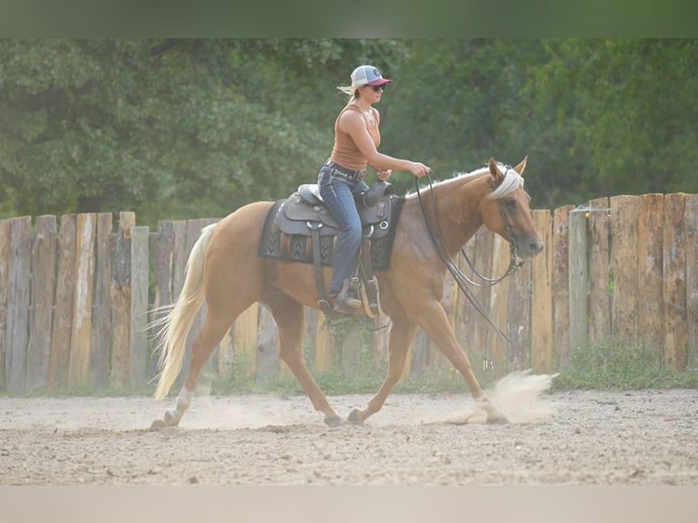 American Quarter Horse Ruin 6 Jaar 150 cm Palomino in Terrell