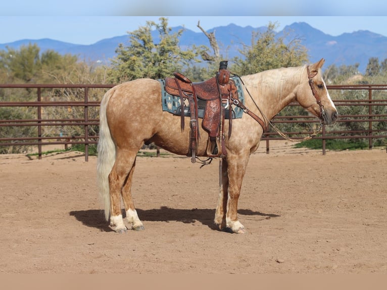 American Quarter Horse Ruin 6 Jaar 150 cm Palomino in Scottsdale