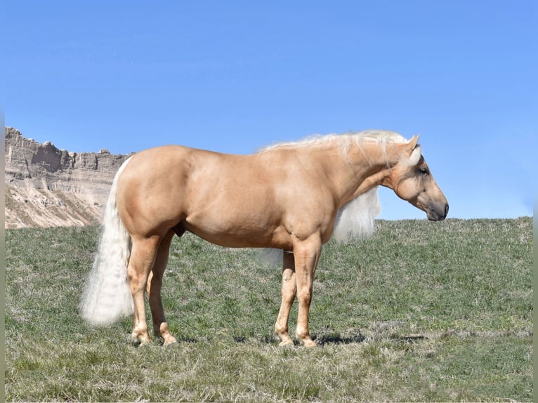 American Quarter Horse Ruin 6 Jaar 150 cm Palomino in Bayard, Nebraska