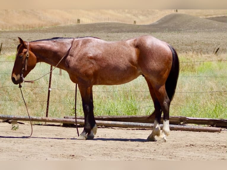American Quarter Horse Ruin 6 Jaar 150 cm Roan-Bay in Tres Pinos