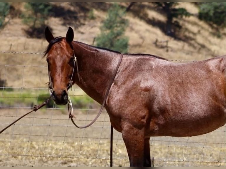 American Quarter Horse Ruin 6 Jaar 150 cm Roan-Bay in Tres Pinos