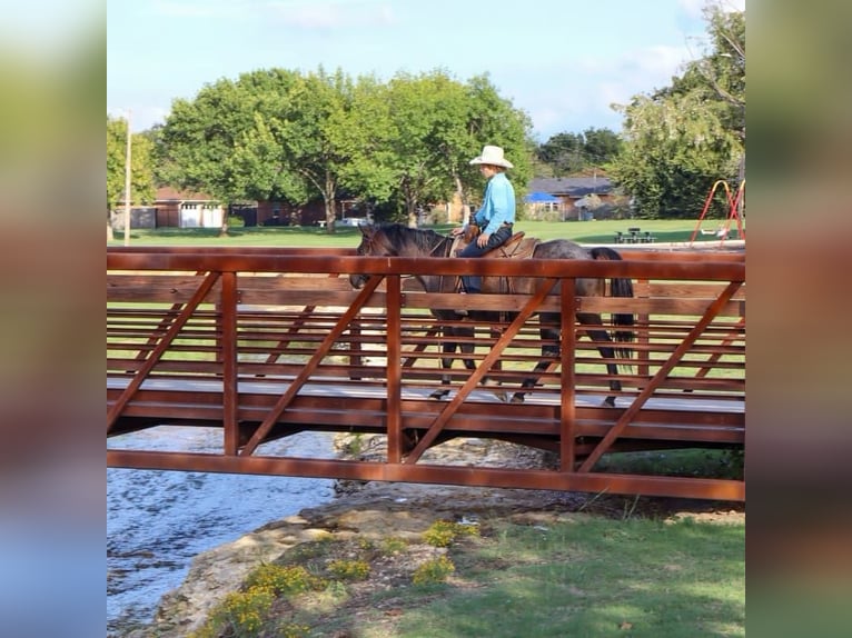 American Quarter Horse Ruin 6 Jaar 150 cm Roan-Bay in Cleburne TX