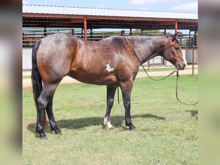 American Quarter Horse Ruin 6 Jaar 150 cm Roan-Bay in Cleburne TX