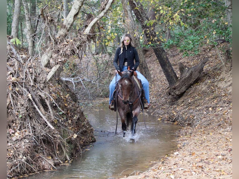 American Quarter Horse Ruin 6 Jaar 150 cm Roan-Bay in Rusk Tx