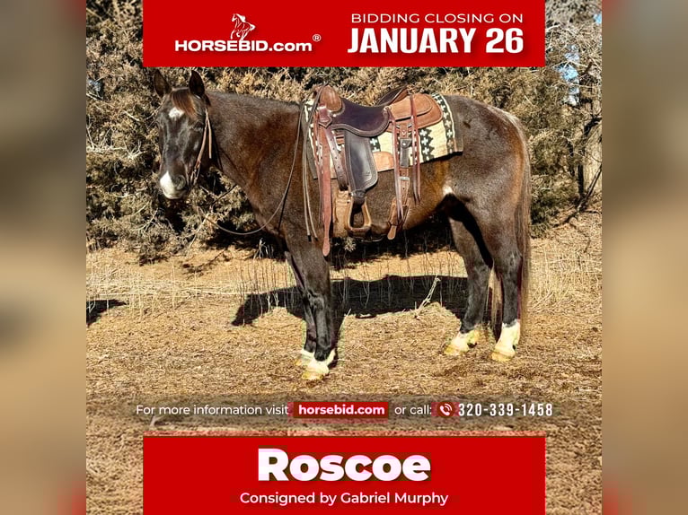 American Quarter Horse Ruin 6 Jaar 150 cm Roan-Blue in Cannon Falls