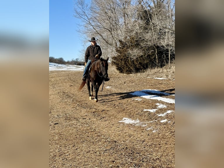 American Quarter Horse Ruin 6 Jaar 150 cm Roan-Blue in Cannon Falls