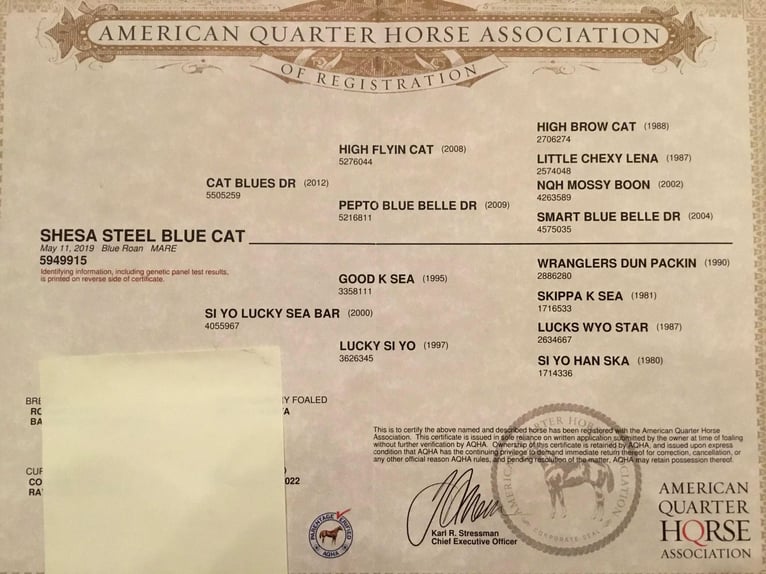 American Quarter Horse Ruin 6 Jaar 150 cm Roan-Blue in Fresno CA