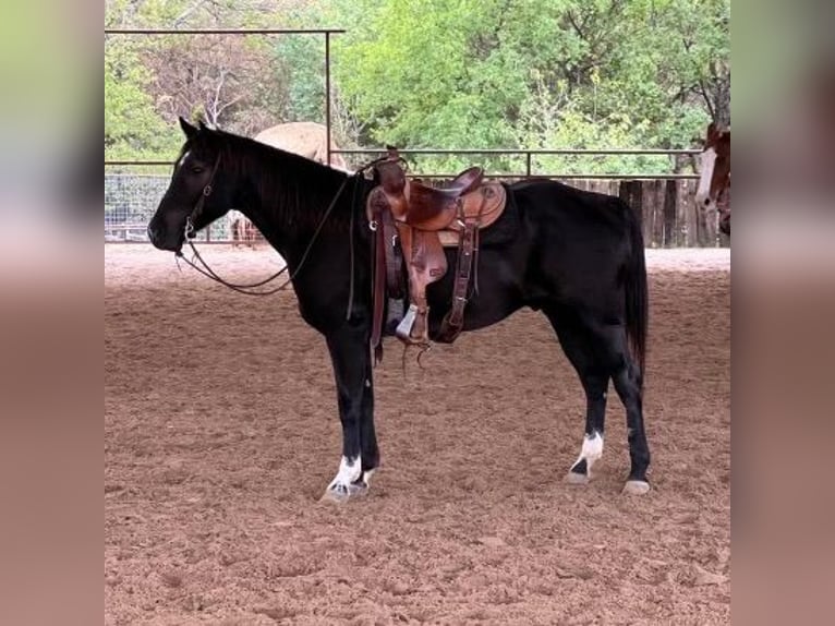 American Quarter Horse Ruin 6 Jaar 150 cm Roan-Blue in Weatherford TX