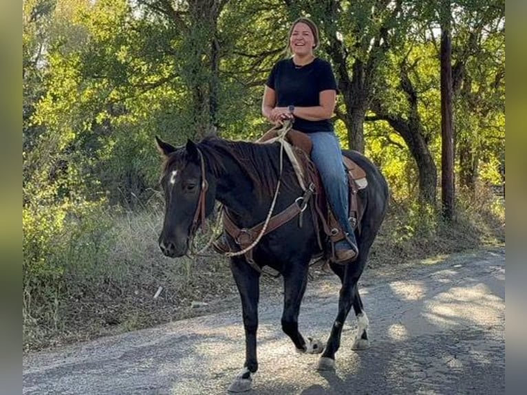 American Quarter Horse Ruin 6 Jaar 150 cm Roan-Blue in Weatherford TX