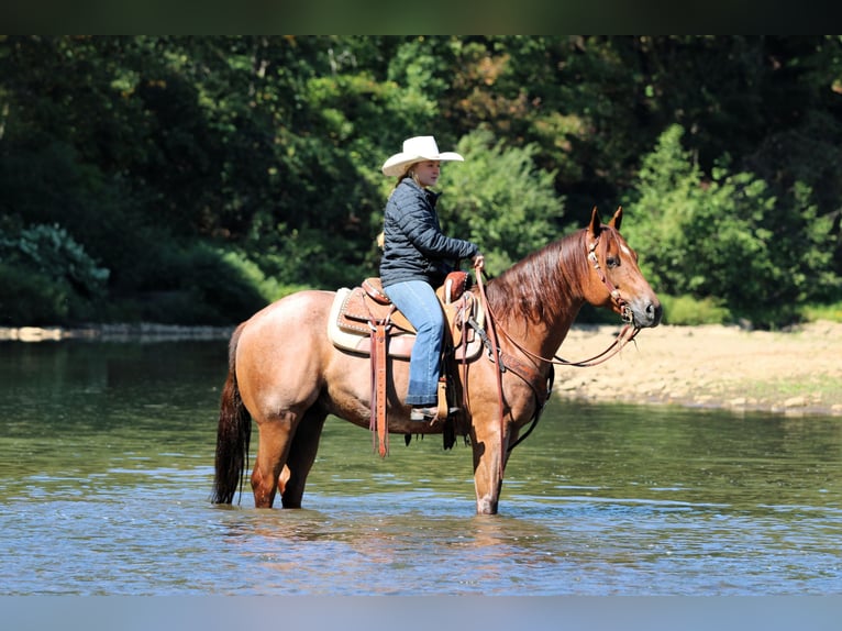 American Quarter Horse Ruin 6 Jaar 150 cm Roan-Red in Clarion