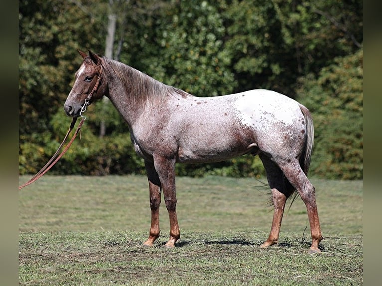 American Quarter Horse Ruin 6 Jaar 150 cm Roan-Red in Brodhead KY