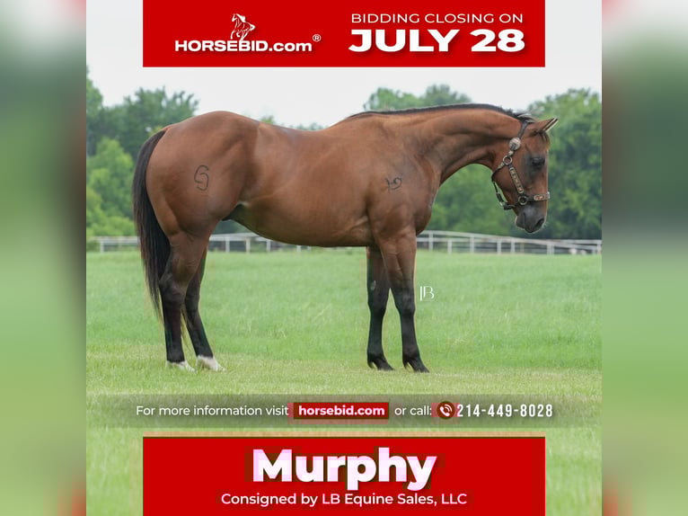 American Quarter Horse Ruin 6 Jaar 150 cm Roodbruin in Terrell