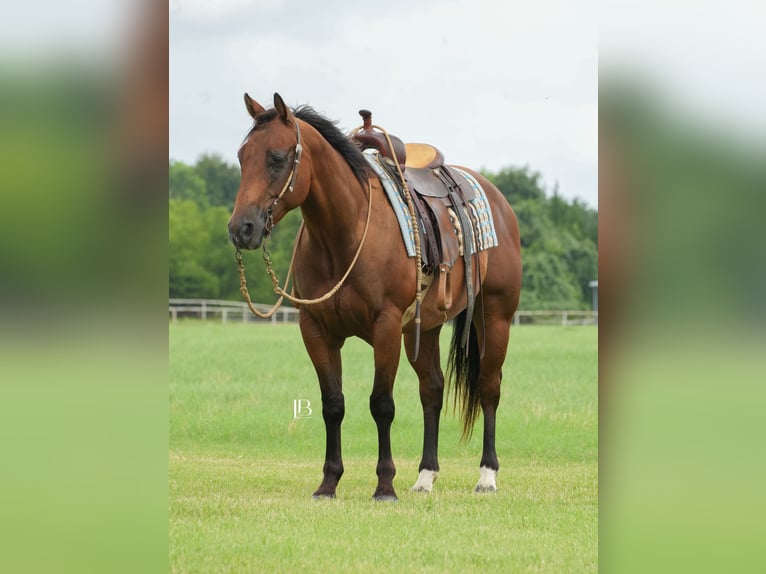American Quarter Horse Ruin 6 Jaar 150 cm Roodbruin in Terrell